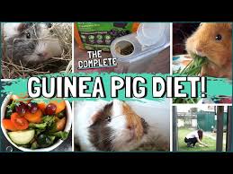 guinea pig t