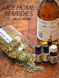 lice home remes using herbs herbal