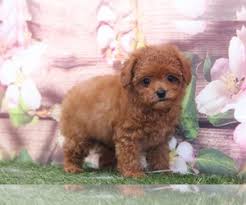 Our puppies are neurologically stimulated which produces dogs who have healthier cardiovascular performance. View Ad Cavapoo Puppy For Sale Near Georgia Marietta Usa Adn 226371