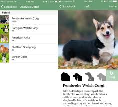 New App Uses Artificial Intelligence To Identify Dogs By