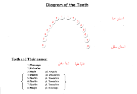 Teeth Diagram Tajweed Way