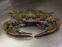 what-is-soft-shell-crab-called