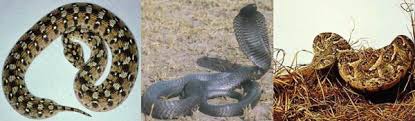 carpet viper african spitting cobra