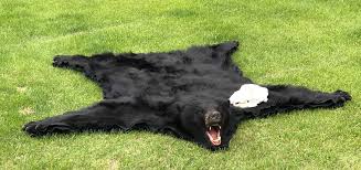 black bear rug skull ray wiens tannery