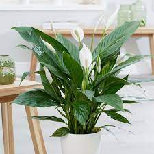 Стайните растения внасят зеленина, свежест и живот у дома. 10 Cvetya Koito Lesno Da Otglezhdame U Doma Th Consulting