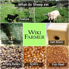 How To Feed Sheep Wikifarmer