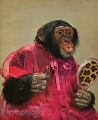 1959 monkey humor chimpanzee makeup