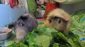 Two Guinea Pigs One Pile Of Veggies