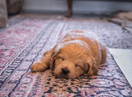 the best rug for dog owners emily s