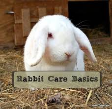 However, after following rabbit recipes like this one we have had much better luck with grilling rabbit meat since. Rabbit Care Basics Getting Started Timber Creek Farm