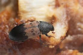larder beetle insect facts dermestes