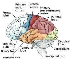 functions of the cerebral cortex