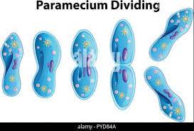 Paramecium Dividing bacteria diagram illustration Stock Vector Image & Art  - Alamy