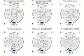Mechanisms Of Chromosome Biorientation