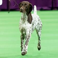 Kat loves puppies and makes sure each dog gets a healthy dose of love and affection every day. Westminster Dog Show Winner Is German Shorthaired Pointer Cj