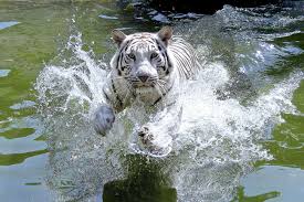 Add interesting content and earn coins. Madhya Pradesh World S First White Tiger Safari Opens In Madhya Pradesh Times Of India Travel