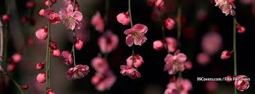 Folge deiner leidenschaft bei ebay! Flowers Pink Spring Facebook Cover Photos