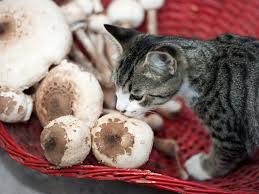 This article lists 3 edible wild mushrooms, as well as 5 poisonous mushrooms to. Mystery Solved Why The Cat Craves Mushrooms And People Do Too The Salt Npr