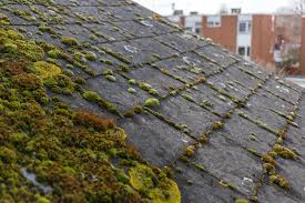 what is roof algae and how to fix it