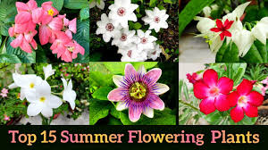permanent summer flowering plants names
