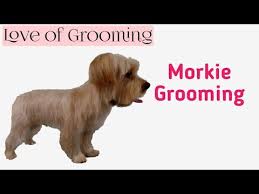 7 Things You Need To Know About The Morkie Maltese Yorkie