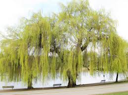 willow trees and shrubs interesting