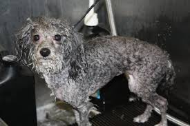 toy poodle wash wags to riches dog