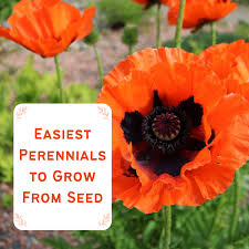 easy perennial plants to grow from seed