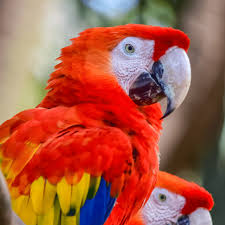 a guide to owning a scarlet macaw