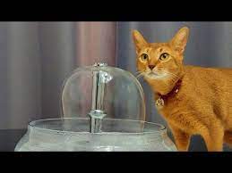 diy cat water fountain you