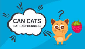 Always give your dog the fresh raspberries. Can Cats Eat Raspberries Is It Safe For Your Cat Innovet Pet