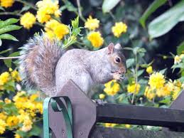 squirrels in the home garden