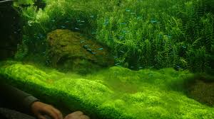 java moss vs flame moss differences