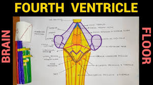 fourth ventricle floor ventricles