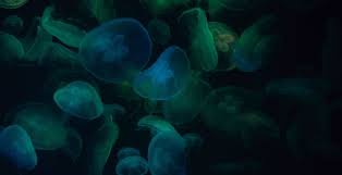 wallpaper jellyfish green dark
