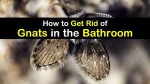 bathroom gnats infestation how to get