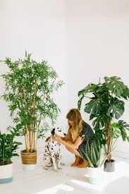 Bring the beauty of the outdoors inside without any upkeep with a silk plant. The Best Artificial Trees For Indoors For 2021 Comfy Zen