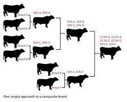 Cross Breeding Systems For Beef Cattle