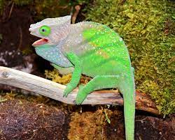 Calumma oshaughnessyi o'shaughnessy's chameleon id: O Shaughnessy Chameleon Calumma O Shaughnessyi Male Wild Caught O Shaughnessy Chameleon From Madagascar Chameleon Animals Lizard