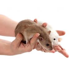 Camisetas, pósters, pegatinas, decoración y más con diseños del tema rata mascota hechos por artistas y diseñadores independientes de todo el mundo. La Rata Como Mascota