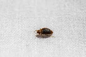 what to do when bed bugs invade your al