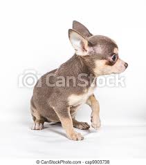 How big should my chihuahua puppy be? Chocolate And White Chihuahua Puppy 8 Weeks Old Standing In Front Of White Background Canstock