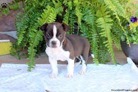 woofy boston terrier mix puppy for