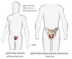 pelvic floor muscles base for all