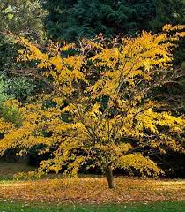 Small Garden Trees Rhs Gardening