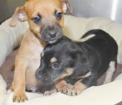 She is very playful and affectionate. 8 Week Old Chihuahua Puppies Caseynews Net