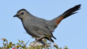 New and used items, cars, real estate, jobs, services, vacation rentals and more virtually anywhere in ontario. Gray Catbird Audubon Field Guide