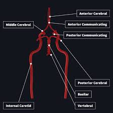 The cervical plexus supplies the skin and muscles of the anterolateral neck, the superior thorax, and an area of the scalp. Blood Supply To The Brain Complete Anatomy