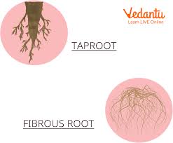 tap root and fibrous root learn