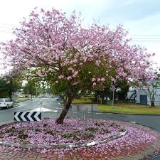 Flowering Trees To Grow In Brisbane